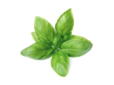 Basil